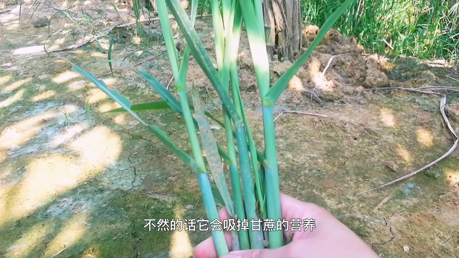 甘蔗苗凉菜图片