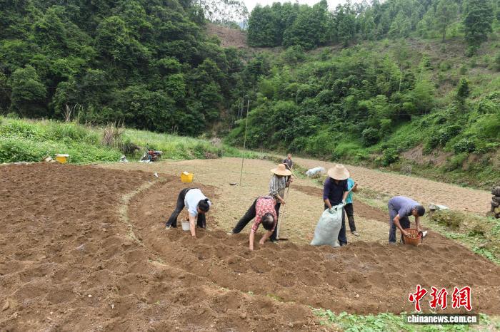 从集体经济“空壳村”到网红景点 广西山区民族村寨实现美丽蝶变 - 图3