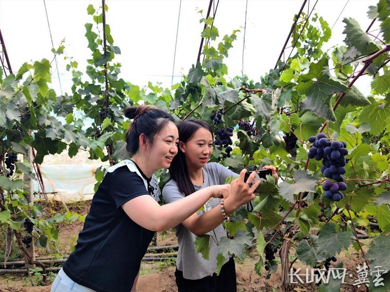 涿鹿:特色葡萄種植