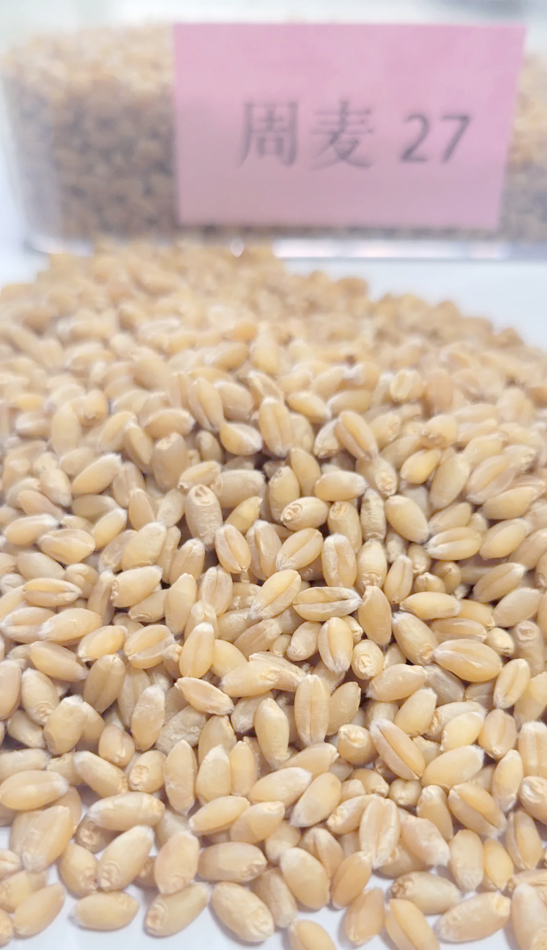 周麦27号小麦品种特性及栽培指南