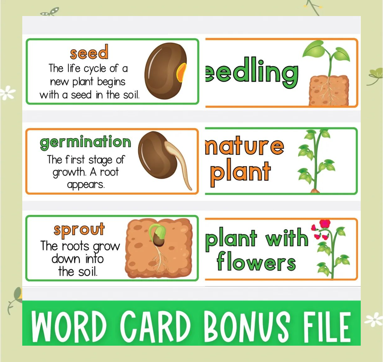探索豌豆成长之旅:手工制作与科学启蒙的完美结合