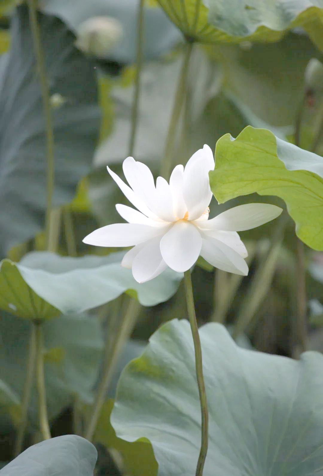 摄影|探寻白莲花的多样风采