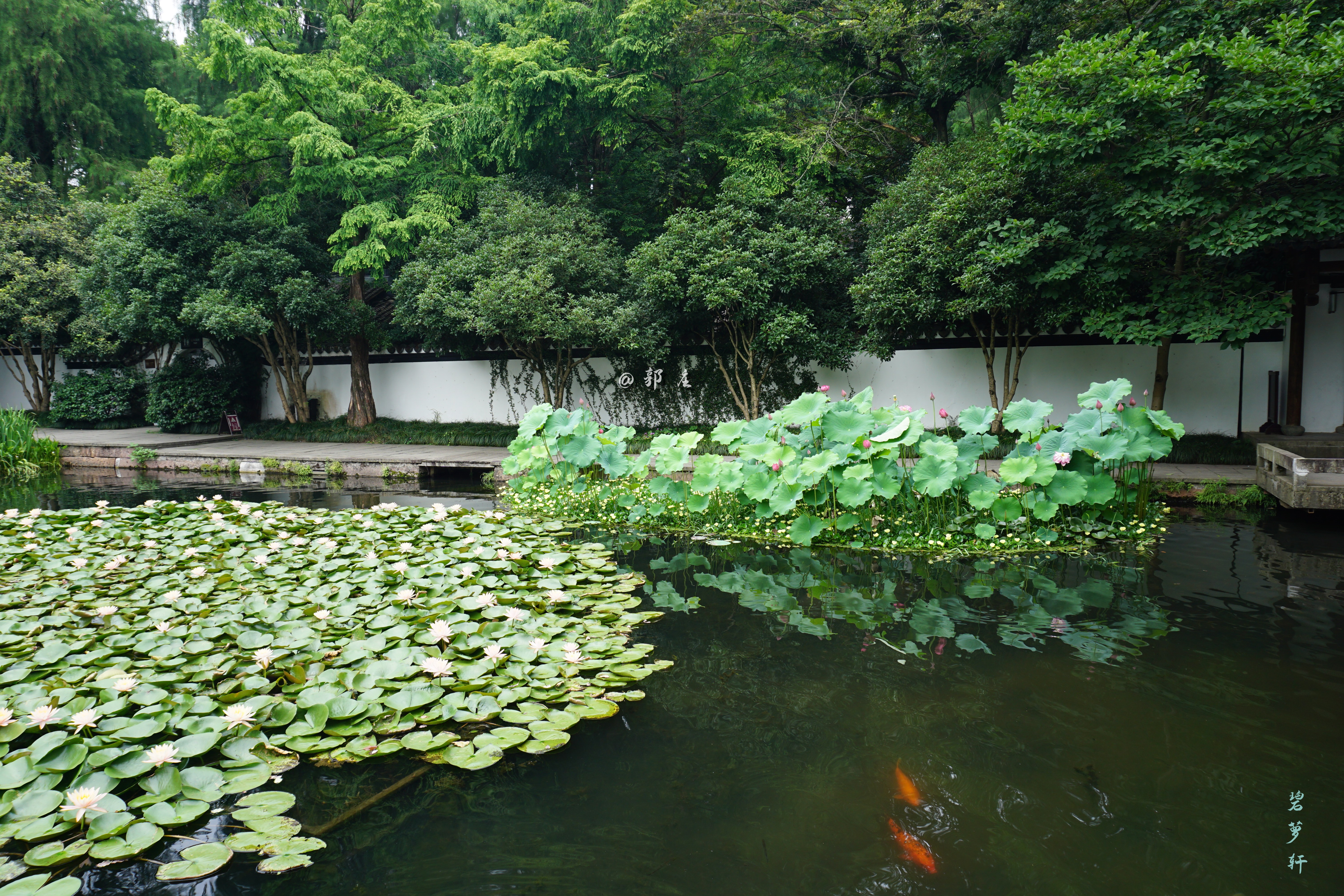 杭州西湖郭庄的四季