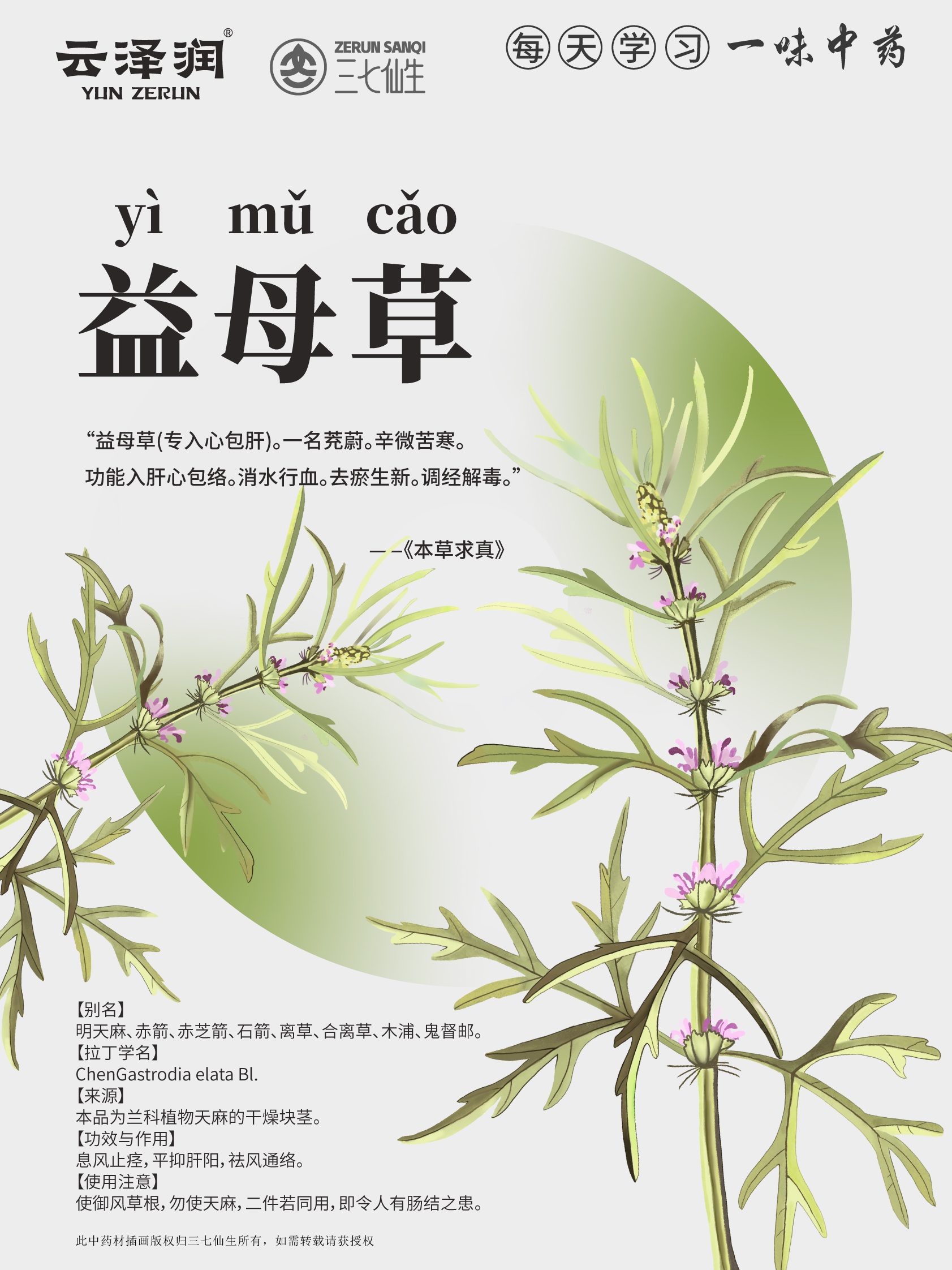 益母草~「每天一味药膳」