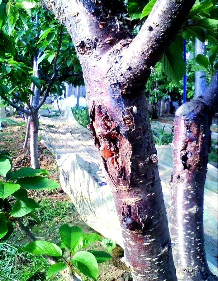 大樱桃流胶病的治疗方法:专家建议与多种方案