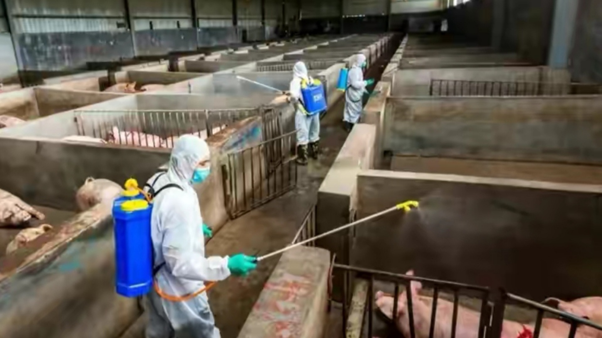 猪场消毒,"一天一次"是谣传,你应这么做