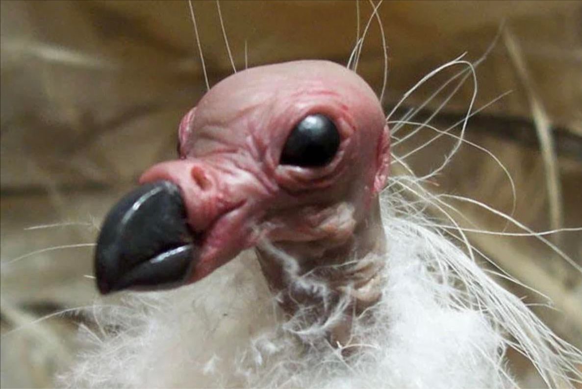 刚出生就秃头了,秃鹫宝宝说我也不想呀,关于小秃鹫的八个冷知识