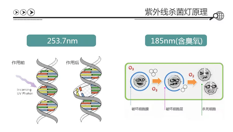 紫外線殺菌的原理是什麼 - 2020年最新商品信息聚合專區 - 百度愛採購