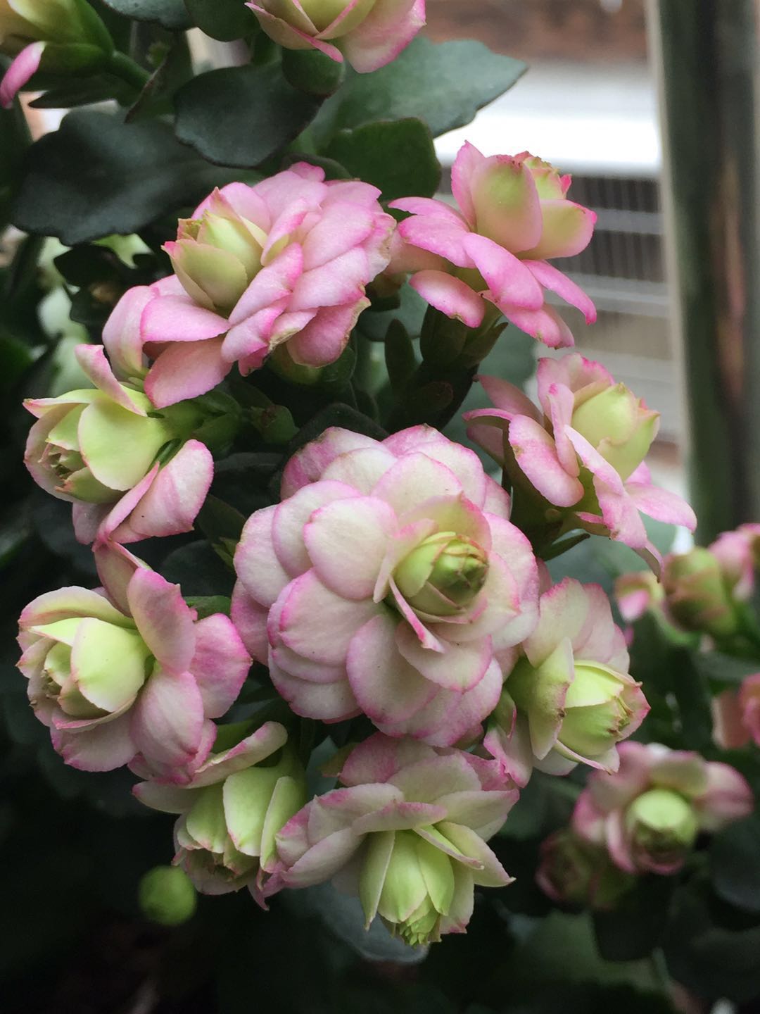 网红盆栽"粉巴黎—花美如牡丹,三季有花开,封闭阳台也能养