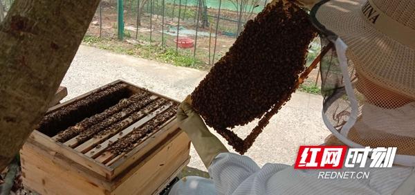 赵学明:贫困户的"甜蜜"逆袭