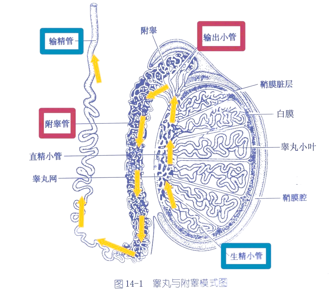 附睾的功能与结构附睾,这一精妙的解剖结构,扮演着连接输精管与睾丸曲