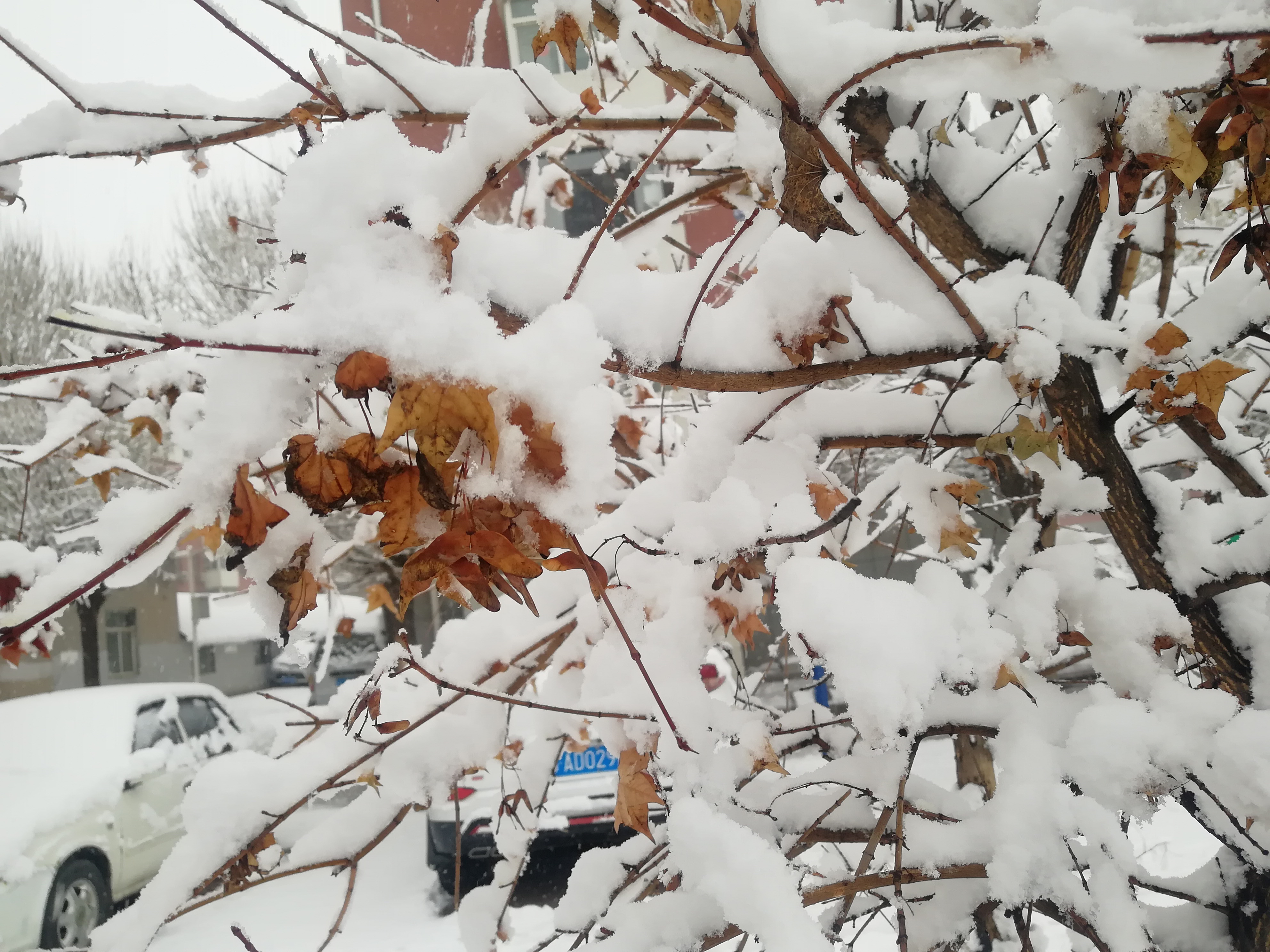 阜新雪景图片