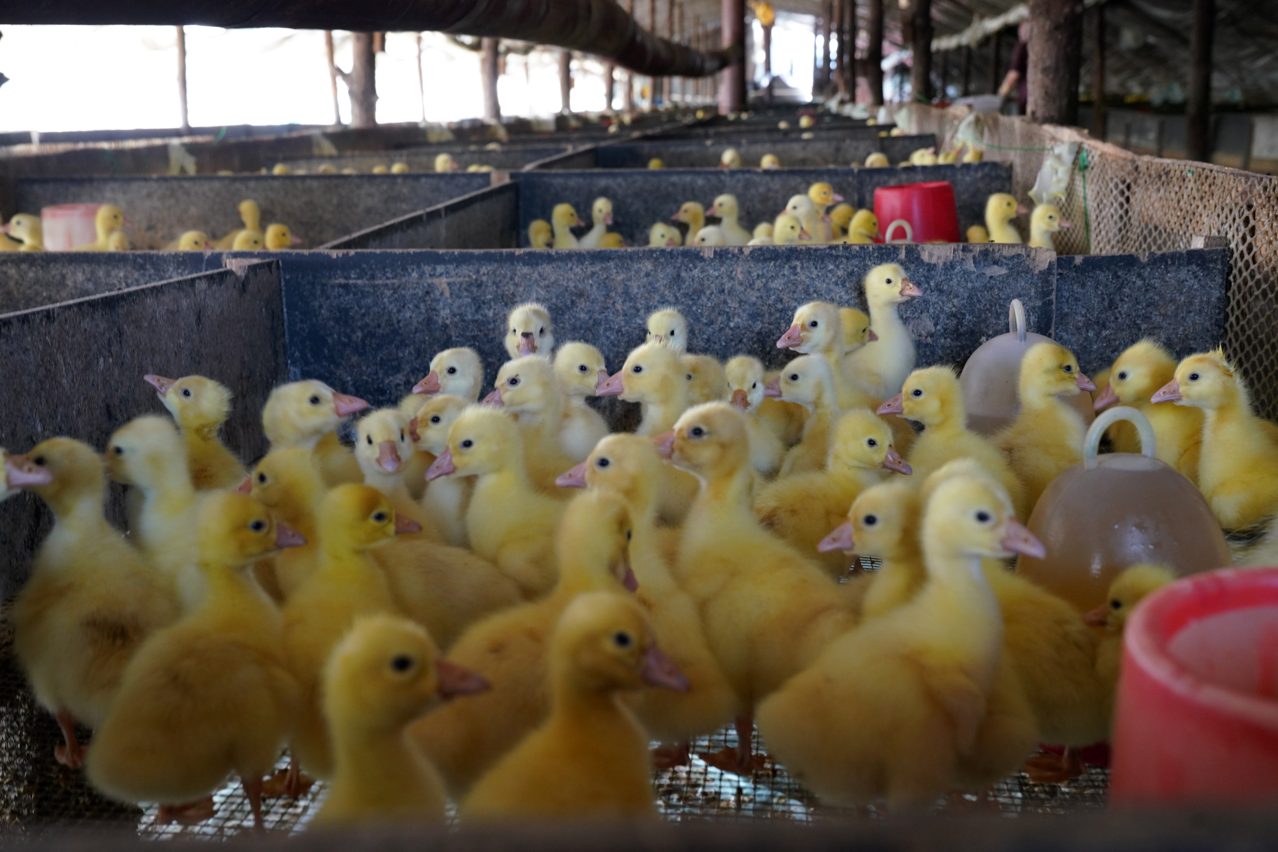 黑龙江林口:大鹅养殖助农脱贫增收