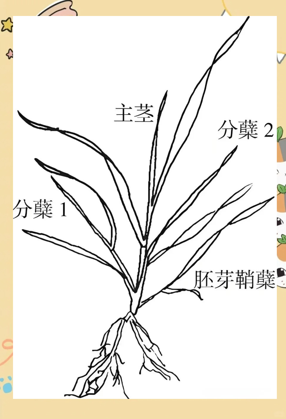 小麦分蘖与主茎叶位的关系及其影响因素