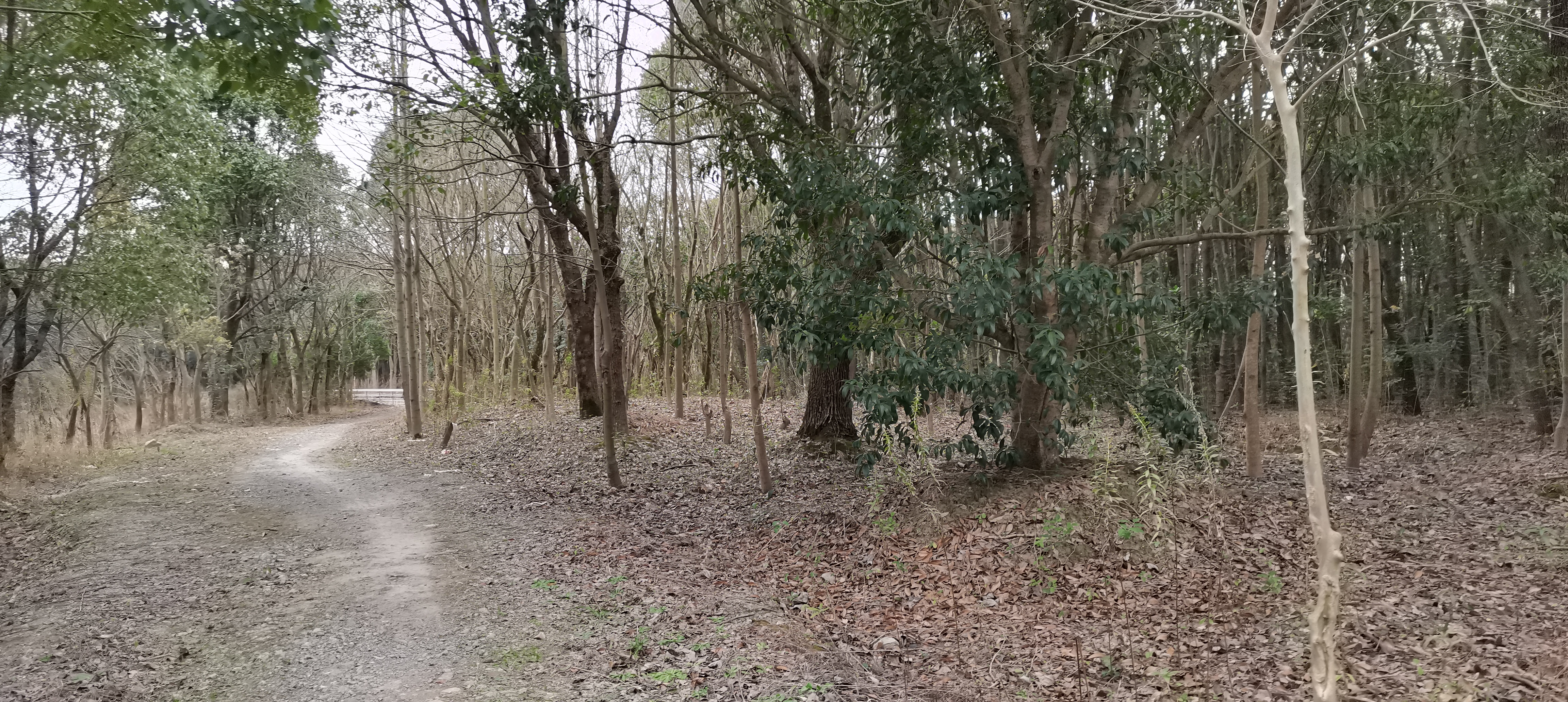 上海的公园:浦江森林公园及其周围的森林