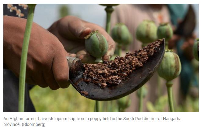 联合国报告:阿富汗鸦片产量连续五年增长,塔利班掌权后价格上涨