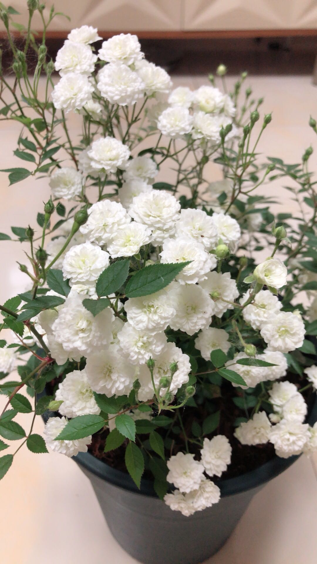 超微月季花—待雪草,株型低矮小巧,花色清新淡雅,四季都有花开