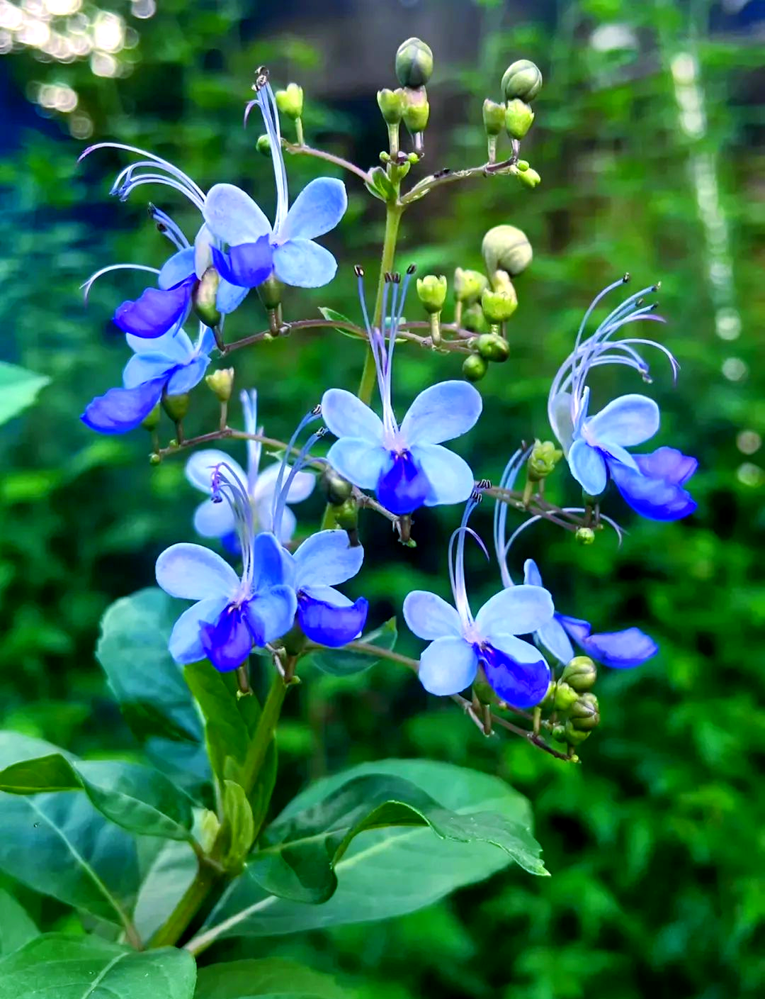 蓝蝴蝶:花形似蝶,灵动优雅的热带植物