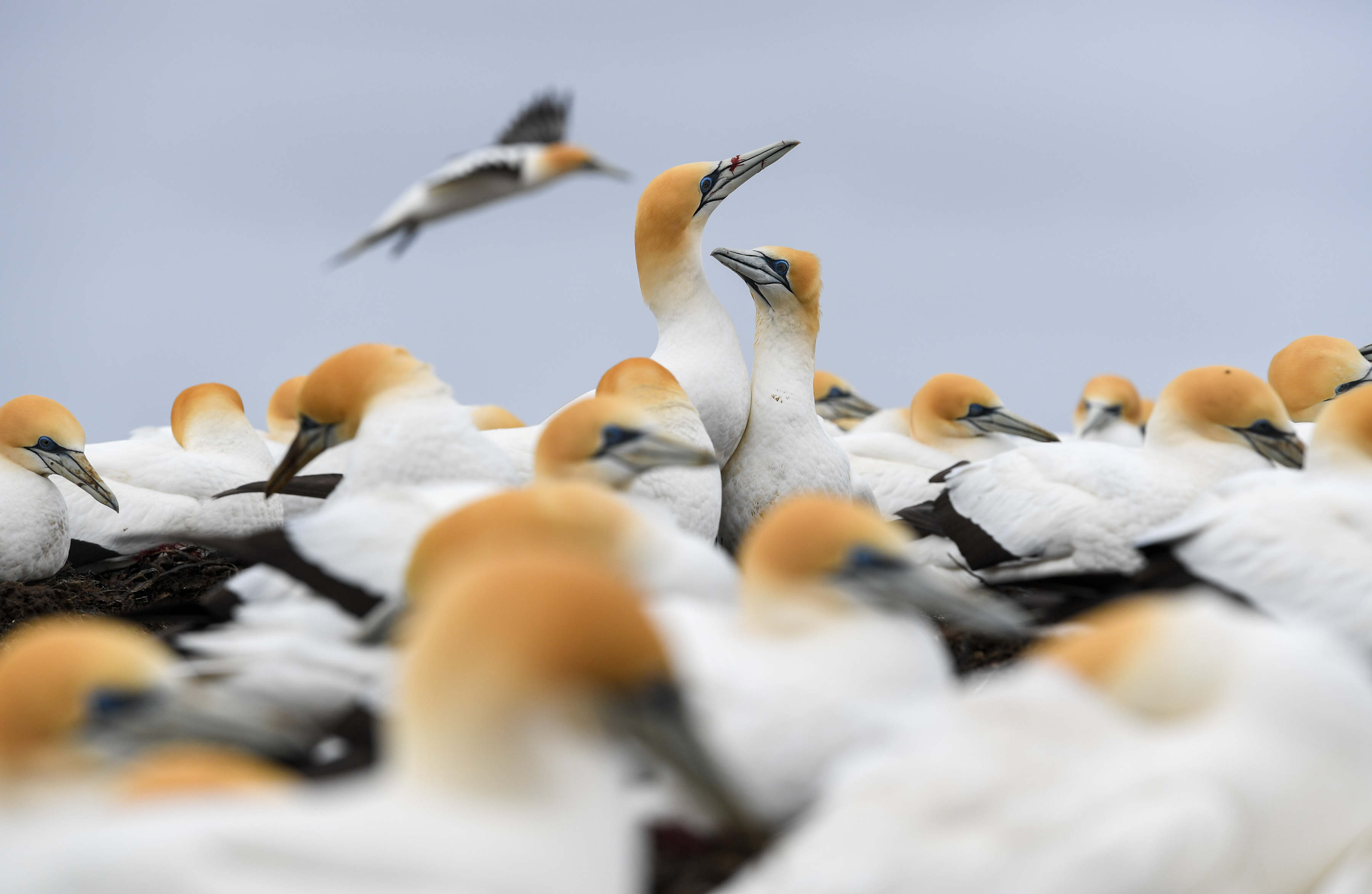 新西兰拐子角塘鹅保护区