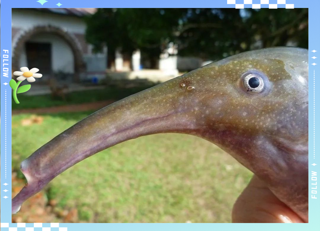 鱼的嘴型奇妙多样:从深渊巨口到管状长嘴