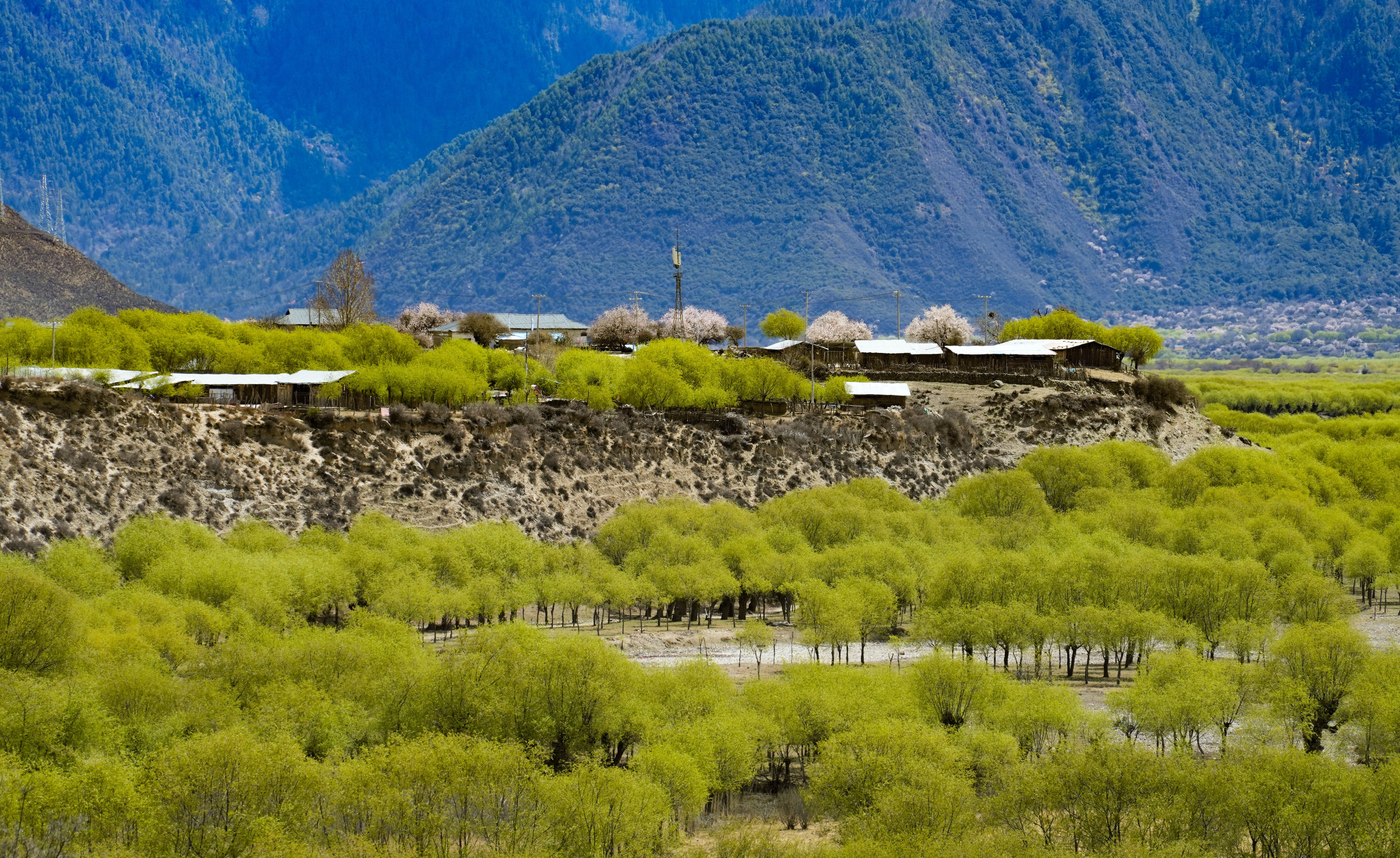 (环境)西藏雅尼国家湿地公园春光美