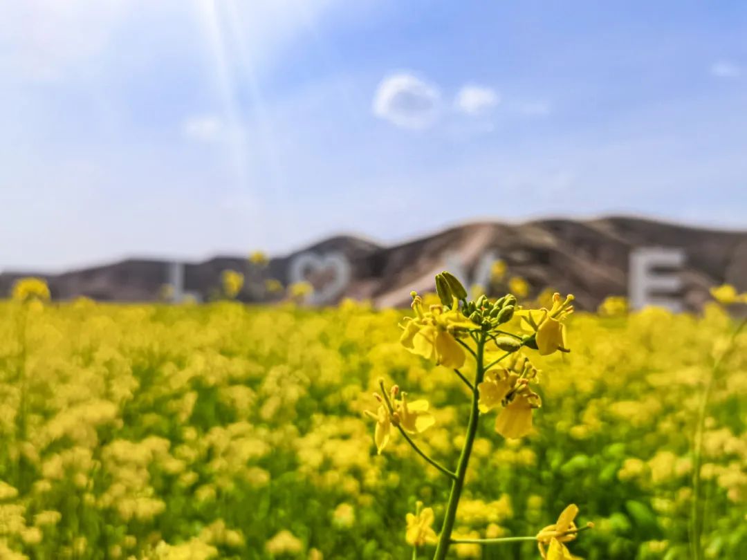 约!兰州碧桂园花海c位"出道" 随手一拍即大片!