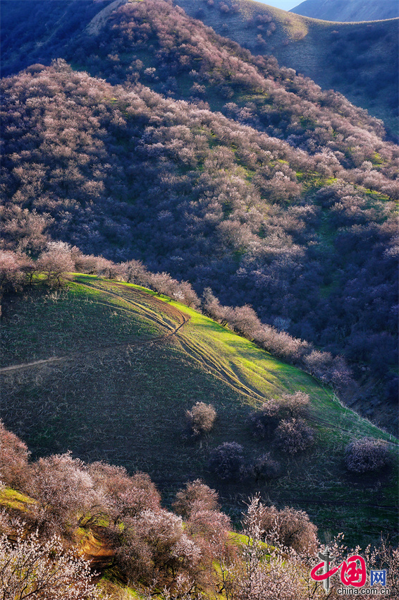 新疆那拉提草原杏花开了!带着你爱的ta出发吧