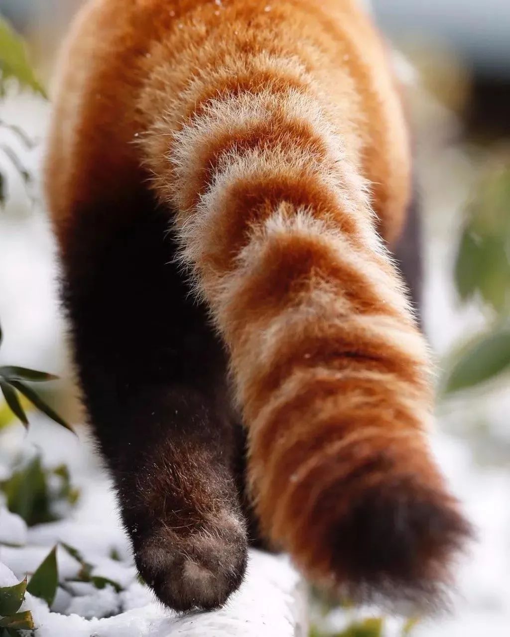 所谓的"九尾狐",或许只是一种长得像狐狸,尾巴看起来有九节