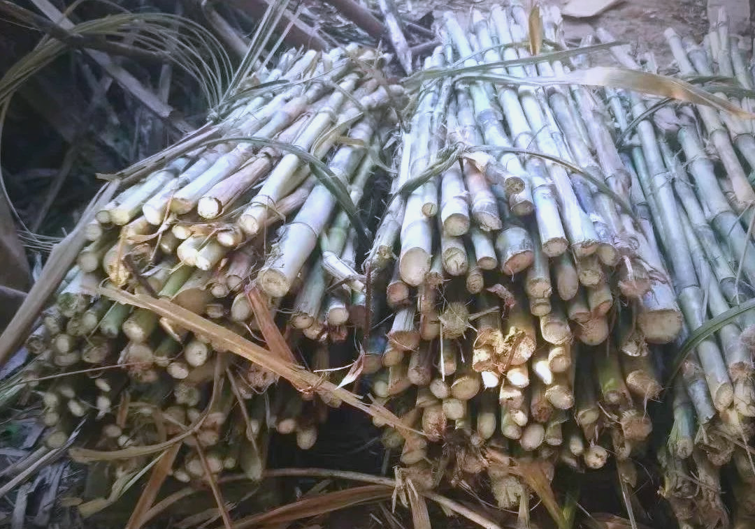 皇竹草的高效种植与养殖应用全攻略