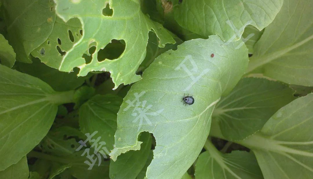 春季十字花科蔬菜中小猿叶甲的防治策略解析