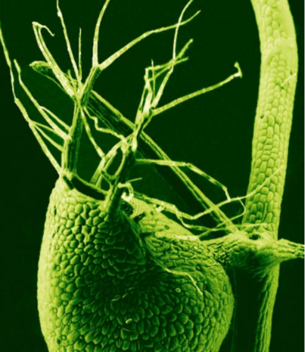 超级能吃的大块头水生食虫植物——浮囊狸藻