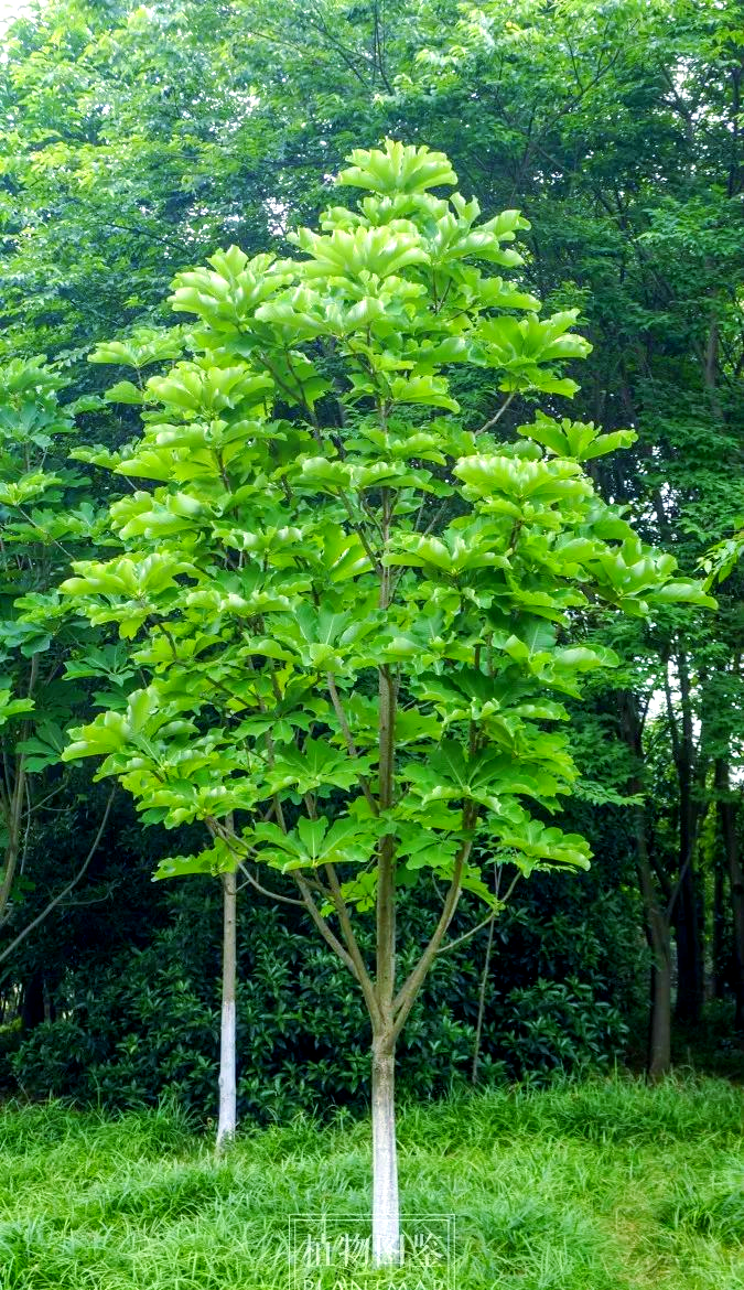 厚朴:一种木兰科的珍稀濒危物种