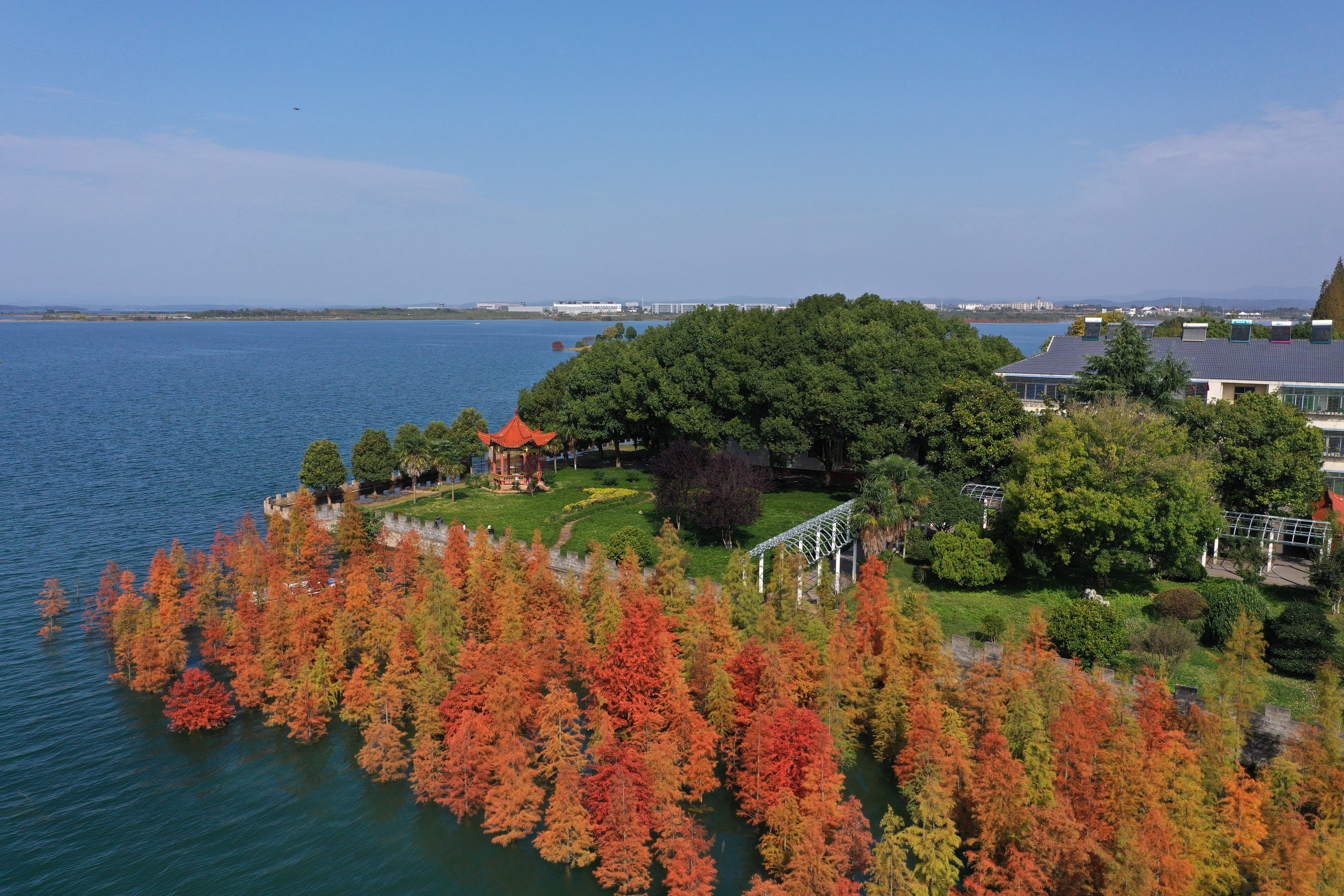湖北荆门:水杉林秋色美