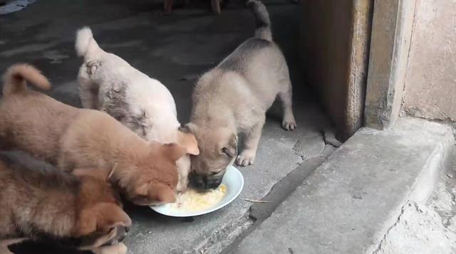 肉狗養殖,狗場管理很關鍵,做好以下幾點,你才能通過養狗賺錢