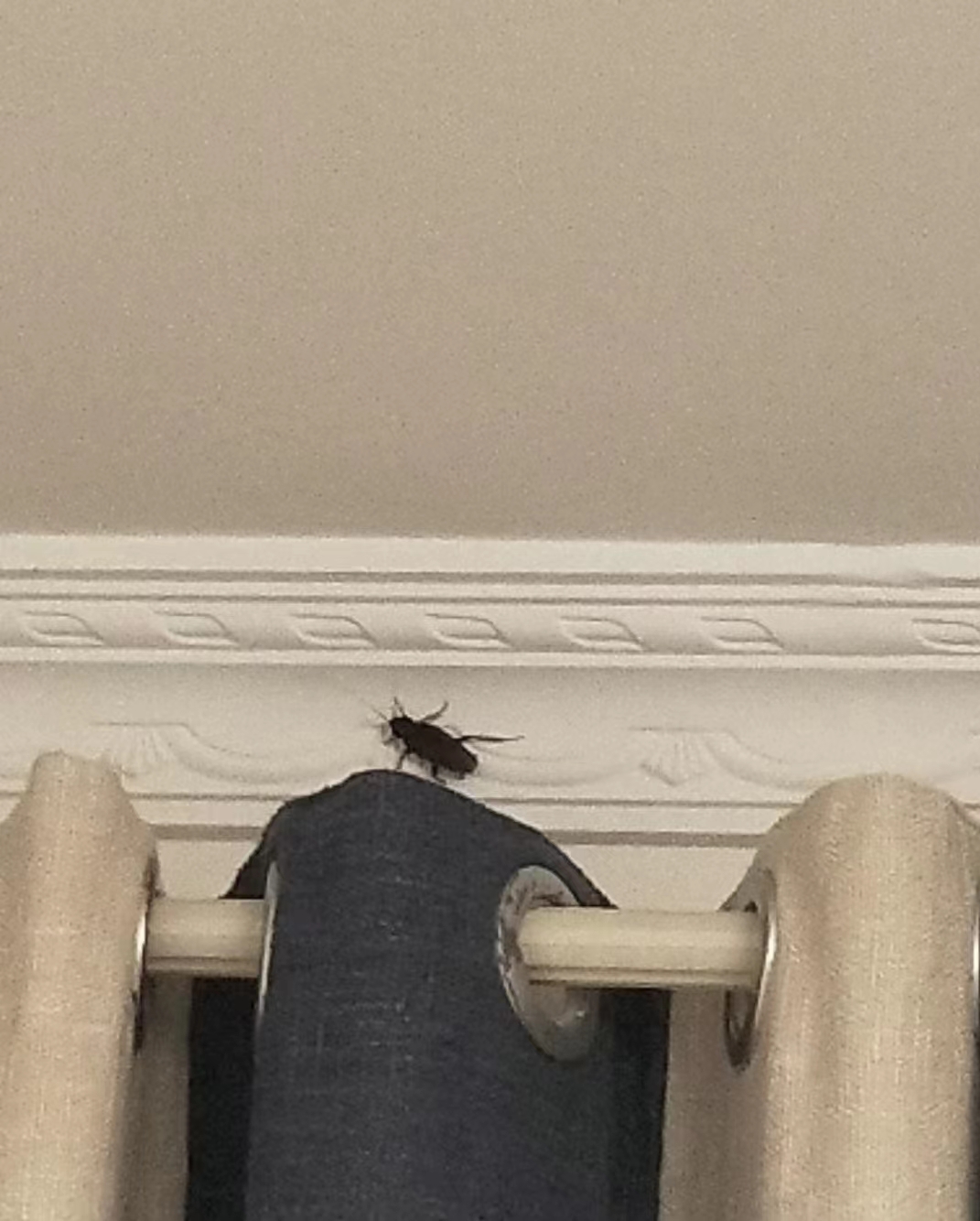 九成人不知蟑螂"最怕的天敌"是啥?屋里放个它,蟑螂"不见了"