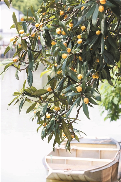 5月12日起,塘栖枇杷将大面积上市