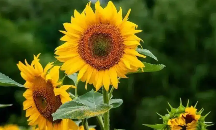 代表勇气和坚强的植物