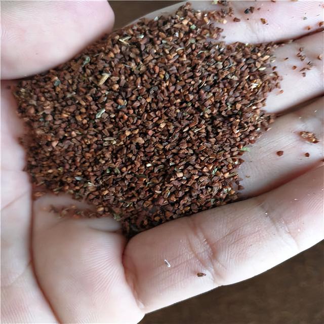 月见草种子什么时候成熟