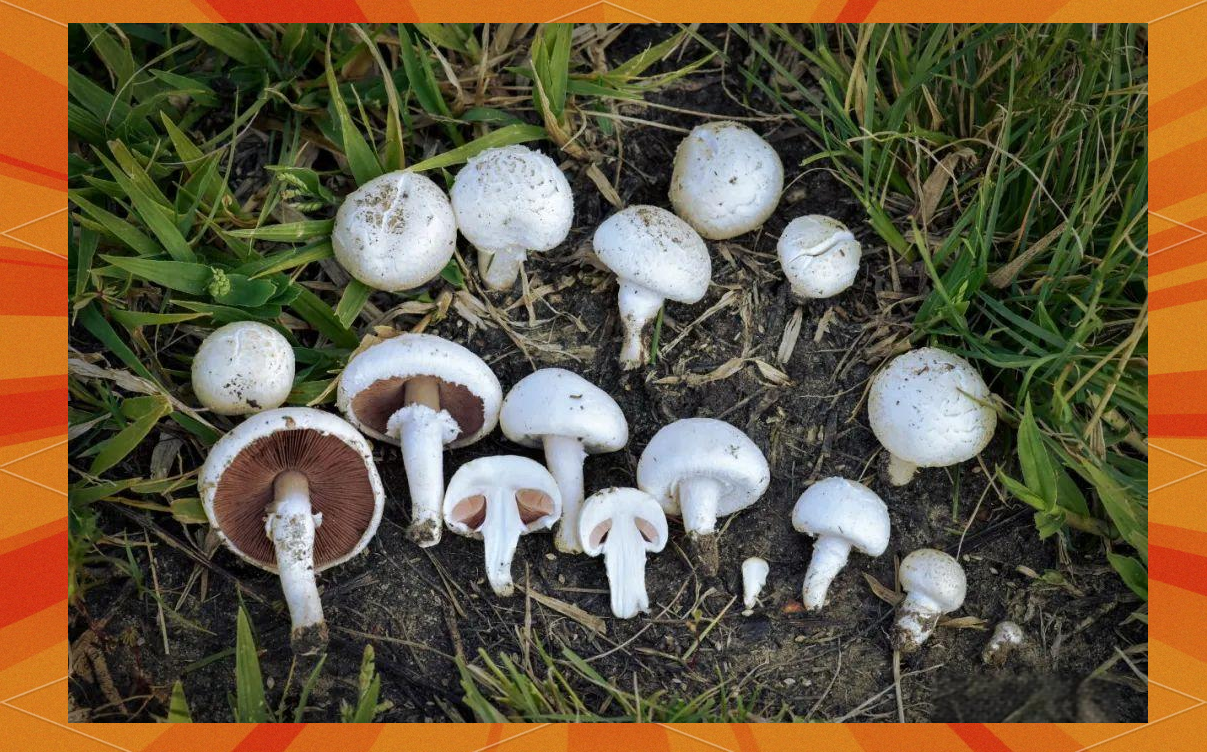 橙盖鹅膏菌:一种美味且可爱的蘑菇,你值得一试!