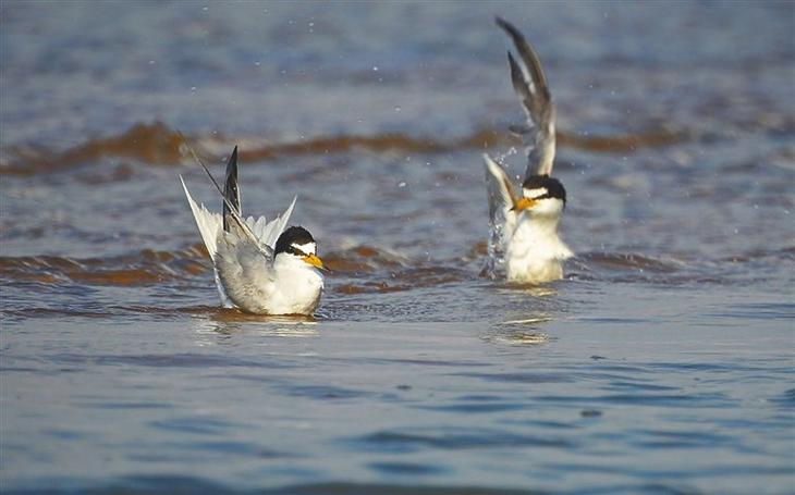 search_image_2_白额燕鸥幼鸟