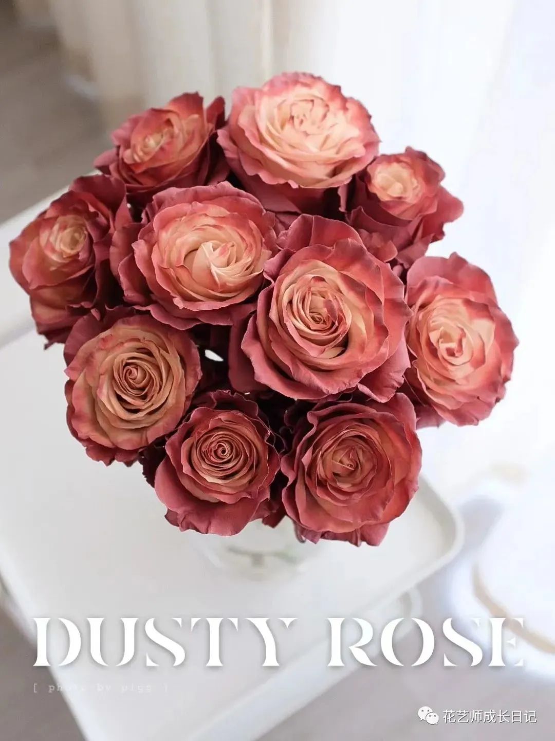 100朵玫瑰vol.74|厄瓜多尔玫瑰dusty rose,属于吸血鬼骑士的玫瑰!