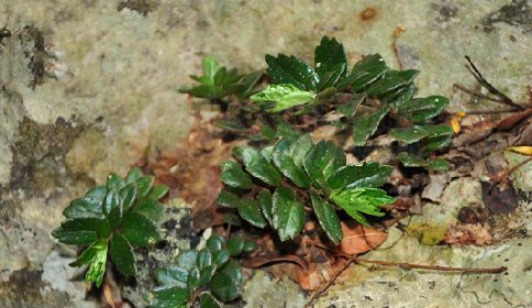 它是珍贵的"异叶楼梯草",你可知当年多值钱吗?请重视,好稀罕