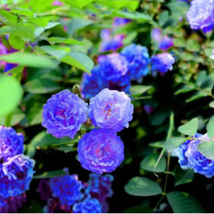 藤本植物"蓝色阴雨,小阳台也能养成花瀑布,享受美丽人生