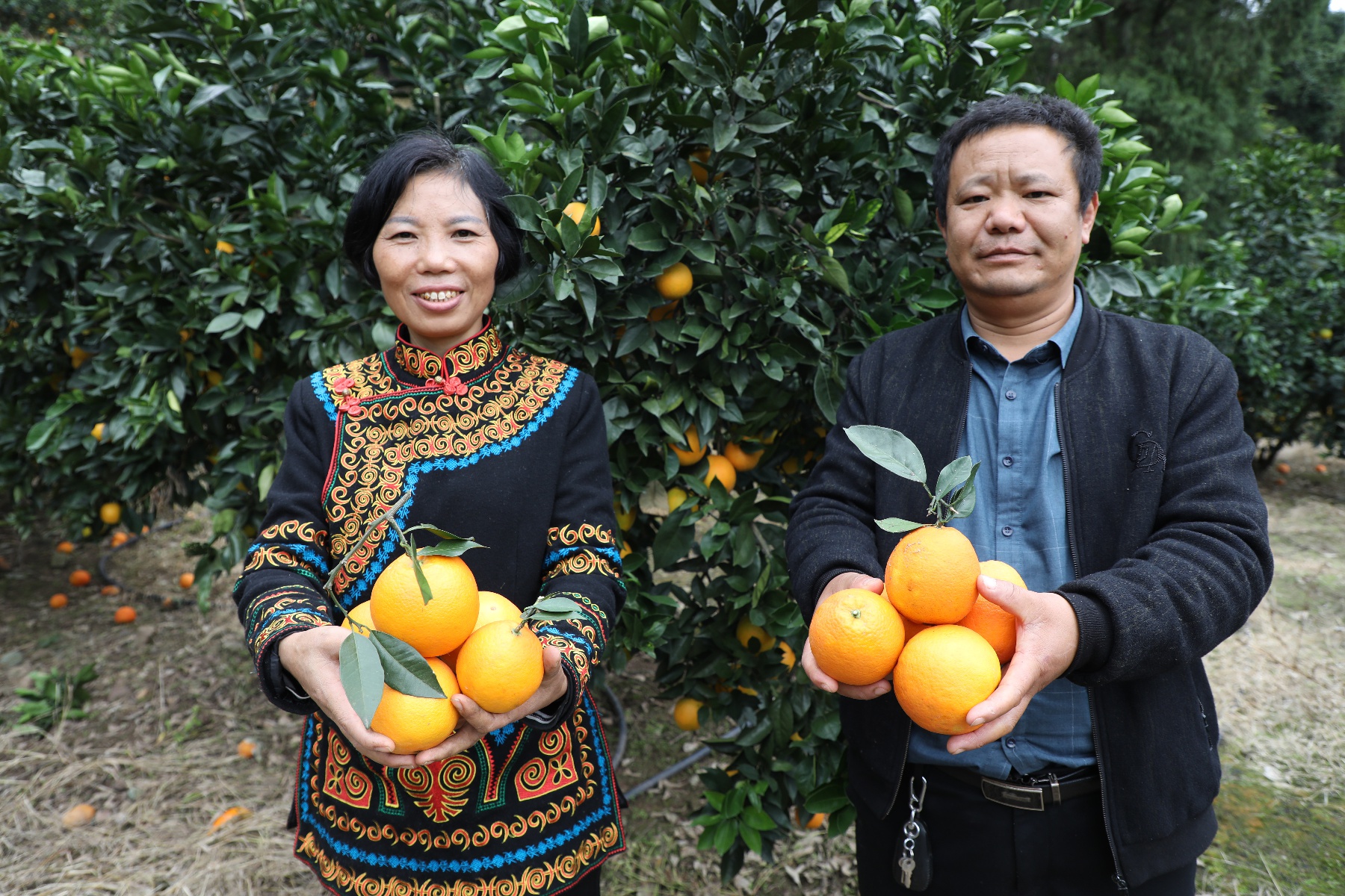 七星关区大河口椪柑将迎来丰收
