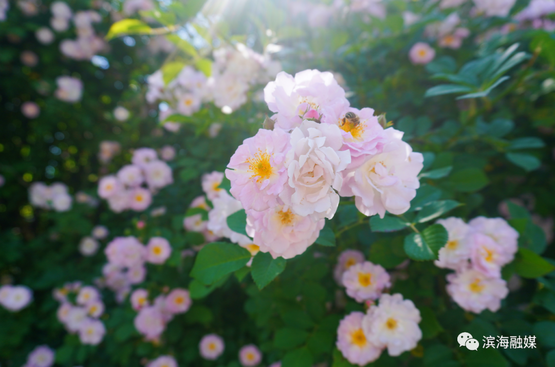 美爆!最近滨海人的朋友圈被这种花刷屏