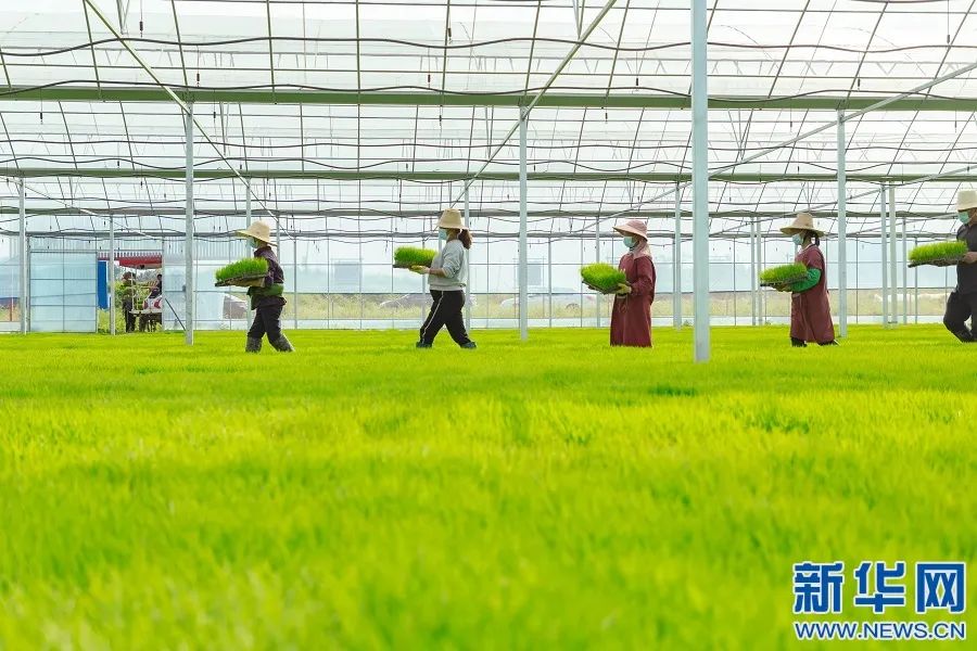 辛贤:加快从农业大国向农业强国迈进