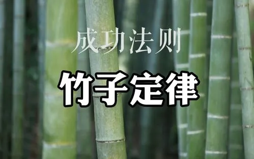 企业管理中的竹子定律