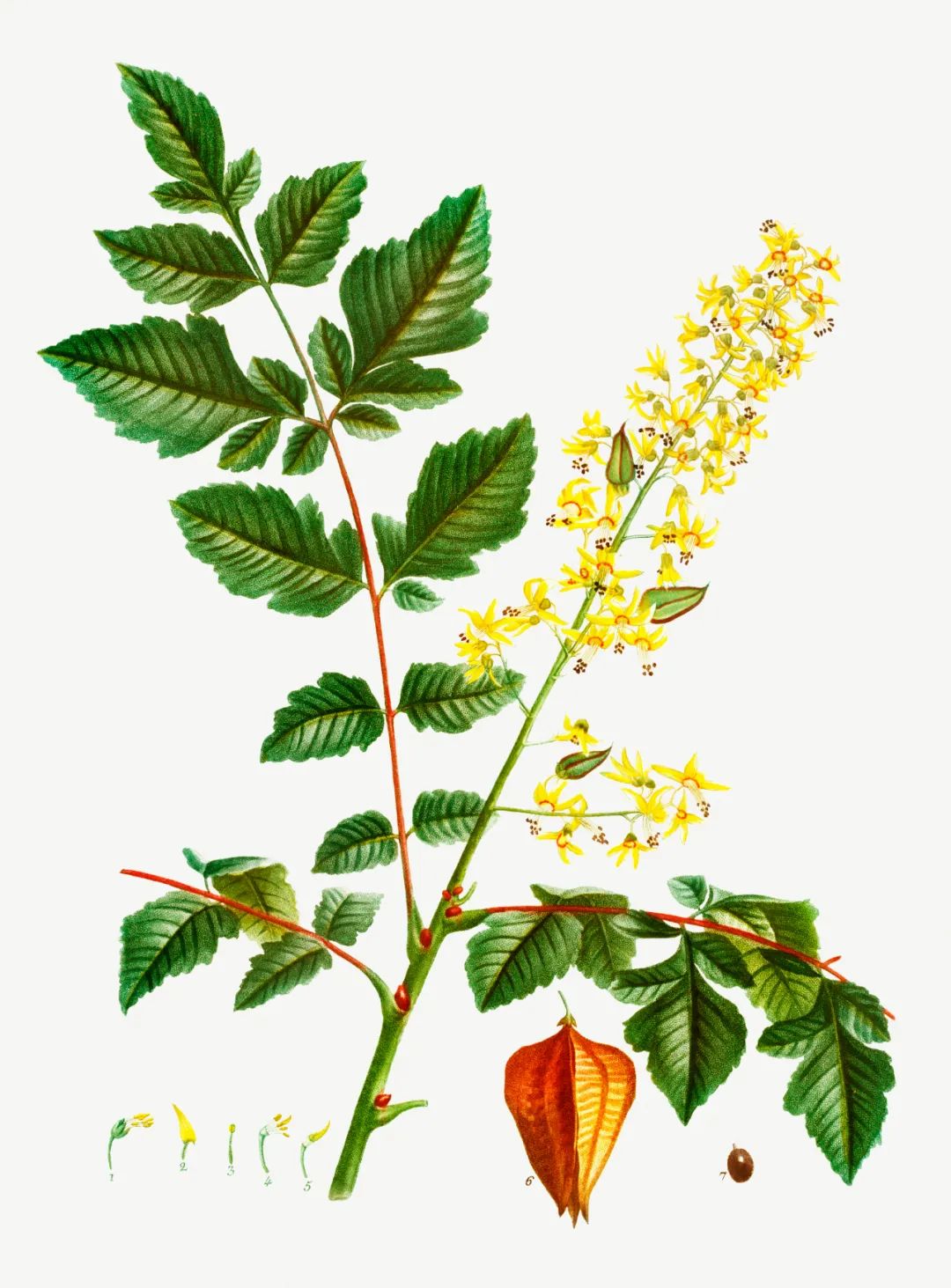 中国禾火口十图鉴