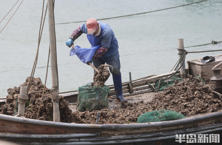 临近休渔期,渔民忙养殖海鲜