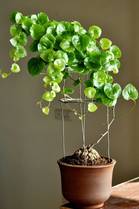 含"龙"字,身形似"龙"的植物,你见过吗?闵行这些地方有